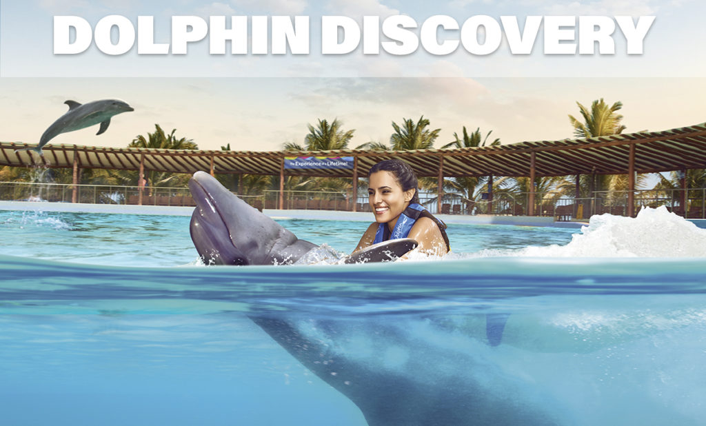 Dolphin Discovery