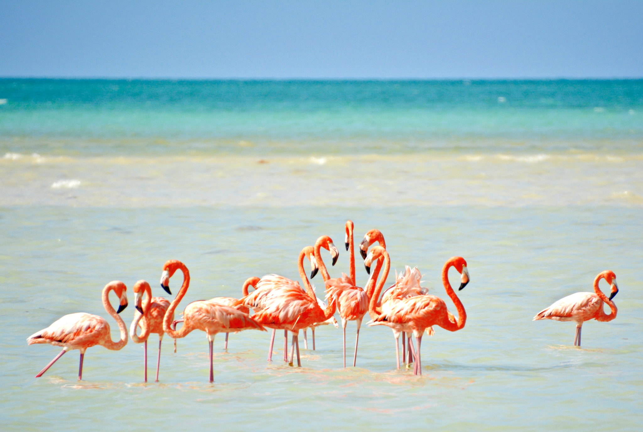 Holbox Flamingo Cancun