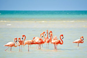 ocean-tour-holbox